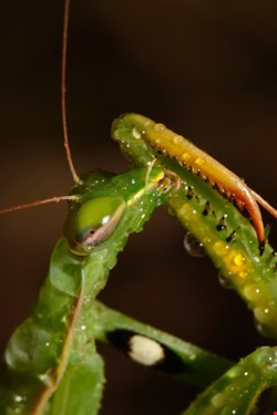 CloudFlare Launches Bug-Hunting Program